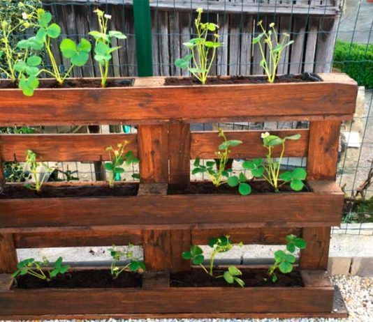 ¿Cómo hacer un huerto urbano con pallets en el jardín? Cómo hacer un huerto urbano con pallets en el jardín